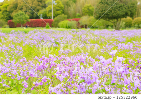 和泉リサイクル環境公園 満開の春の花々 和泉リサイクル環境公園 満開の春の花々 125522960