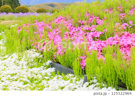 和泉リサイクル環境公園 満開の春の花々 和泉リサイクル環境公園 満開の春の花々 125522964
