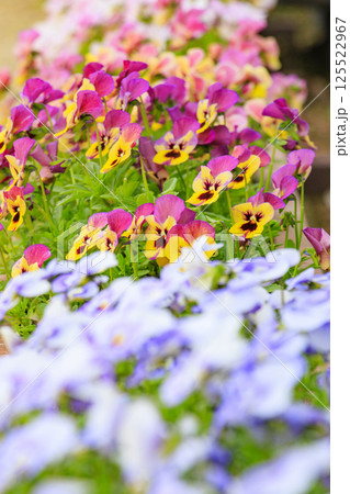 和泉リサイクル環境公園 満開の春の花々 和泉リサイクル環境公園 満開の春の花々 125522967