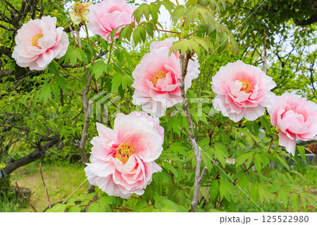 和泉リサイクル環境公園 満開の春の花々 和泉リサイクル環境公園 満開の春の花々 125522980