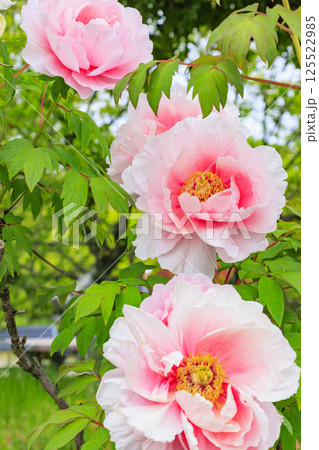 和泉リサイクル環境公園 満開の春の花々 和泉リサイクル環境公園 満開の春の花々 125522985