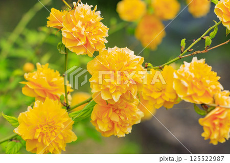 和泉リサイクル環境公園 満開の春の花々 和泉リサイクル環境公園 満開の春の花々 125522987
