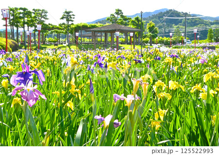 花しょうぶが咲き誇る 賀茂しょうぶ園 花しょうぶが咲き誇る 賀茂しょうぶ園 125522993