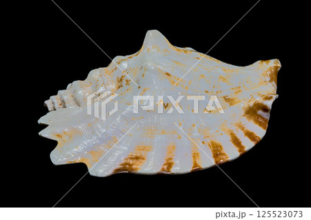Giant Pink Conch Shell Isolated on Black, Tropical Coastal Beauty Giant Pink Conch Shell Isolated on Black, Tropical Coastal Beauty 125523073