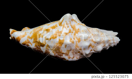 Giant Pink Conch Shell Isolated on Black, Tropical Coastal Beauty Giant Pink Conch Shell Isolated on Black, Tropical Coastal Beauty 125523075