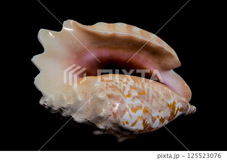 Giant Pink Conch Shell Isolated on Black, Tropical Coastal Beauty 125523076