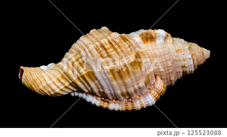 Hairy Triton Shell, Isolated on Black Background 125523088