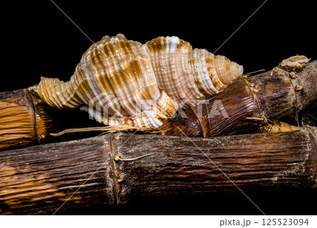 Hairy Triton Shell on Rustic Branches, Coastal Still Life Hairy Triton Shell on Rustic Branches, Coastal Still Life 125523094