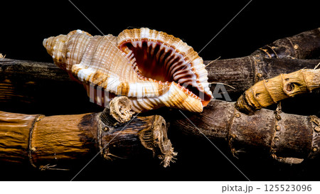 Hairy Triton Shell on Rustic Branches, Coastal Still Life Hairy Triton Shell on Rustic Branches, Coastal Still Life 125523096