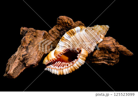 Hairy Triton Shell on Driftwood, Natural Coastal Art Hairy Triton Shell on Driftwood, Natural Coastal Art 125523099