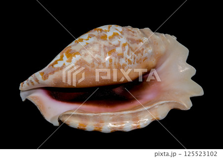 Giant Pink Conch Shell Isolated on Black, Tropical Coastal Beauty Giant Pink Conch Shell Isolated on Black, Tropical Coastal Beauty 125523102