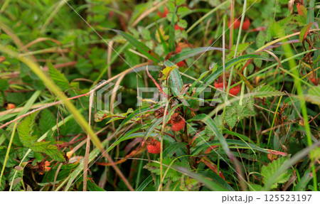 Wild raspberry in high altitude forest Wild raspberry in high altitude forest 125523197