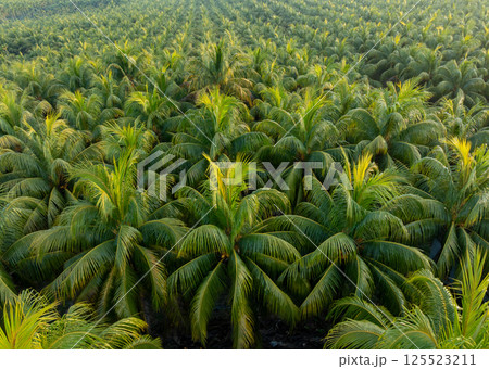 Aerial view of coconut trees field in sunrise 125523211