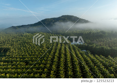 Aerial view of coconut trees field in sunrise Aerial view of coconut trees field in sunrise 125523213