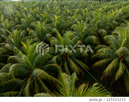 Aerial view of coconut trees field Aerial view of coconut trees field 125523215