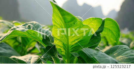 Tobacco leaf plant with dew grow at field Tobacco leaf plant with dew grow at field 125523217