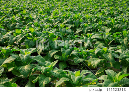 Tobacco leaf plant grow at field Tobacco leaf plant grow at field 125523218
