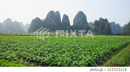 Tobacco leaf plant with dew grow at field Tobacco leaf plant with dew grow at field 125523219