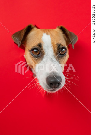 Funny Jack Russell Terrier dog sticks out through a red cardboard background. Copy space. Vertical photo.  125523318