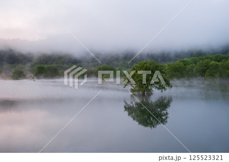 白川湖の水没林 125523321