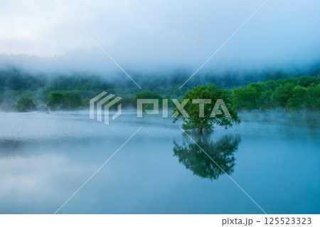 白川湖の水没林 白川湖の水没林 125523323