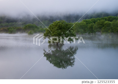 白川湖の水没林 白川湖の水没林 125523355