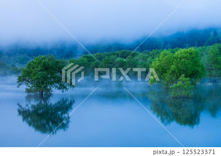 白川湖の水没林 125523371