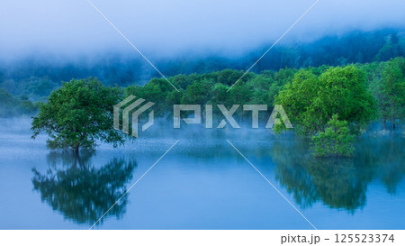 白川湖の水没林 125523374