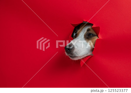 Funny Jack Russell Terrier dog sticks out through a red cardboard background. Copy space.  125523377