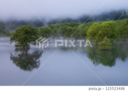 白川湖の水没林 125523486