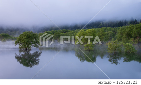 白川湖の水没林 白川湖の水没林 125523523
