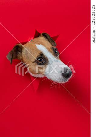 Funny Jack Russell Terrier dog sticks out through a red cardboard background. Copy space. Vertical photo.  125523525