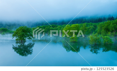 白川湖の水没林 125523526