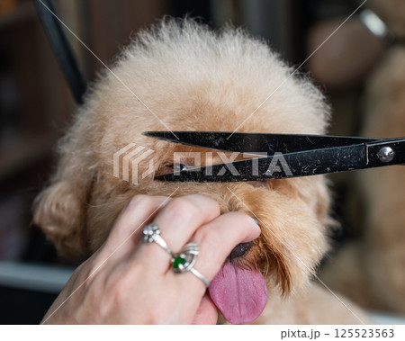 Groomer grooming a chocolate mini poodle.  125523563
