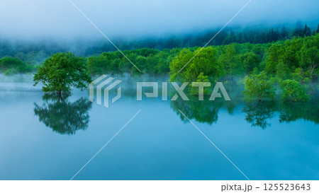 白川湖の水没林 125523643
