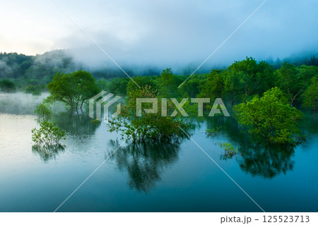 白川湖の水没林 白川湖の水没林 125523713