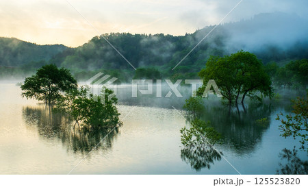 白川湖の水没林 125523820