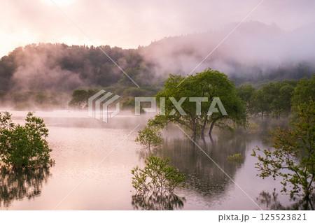 白川湖の水没林 白川湖の水没林 125523821
