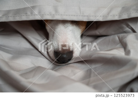 A Jack Russell Terrier dog lies with its nose sticking out from under the blanket.  125523973