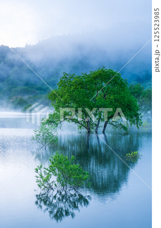 白川湖の水没林 125523985