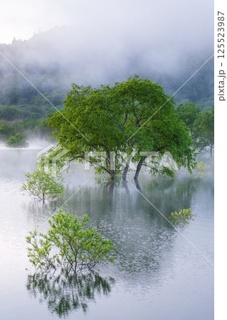 白川湖の水没林 白川湖の水没林 125523987