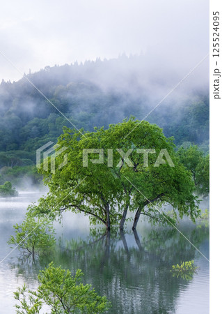 白川湖の水没林 125524095