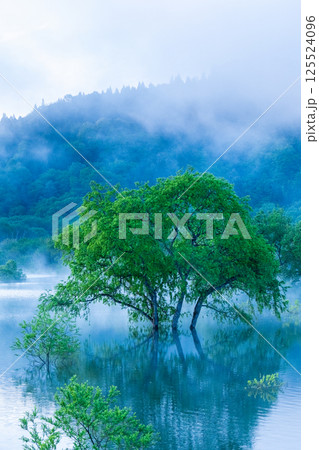 白川湖の水没林 125524096