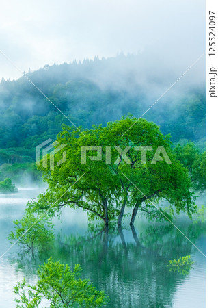 白川湖の水没林 白川湖の水没林 125524097