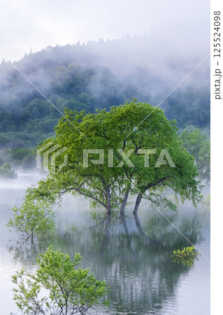 白川湖の水没林 白川湖の水没林 125524098
