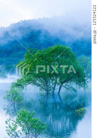 白川湖の水没林 白川湖の水没林 125524122