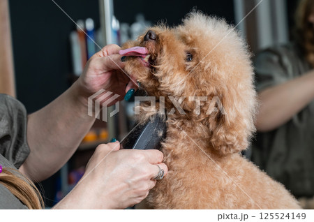 A groomer uses an electric razor to trim a poodle's hair. A groomer uses an electric razor to trim a poodle's hair. 125524149