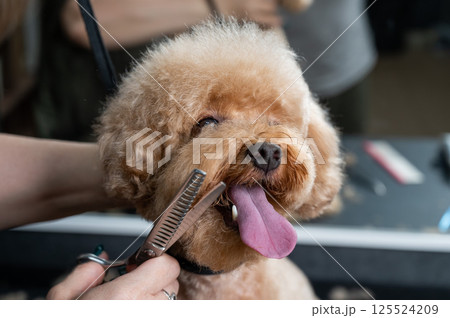 Groomer grooming a chocolate mini poodle. Groomer grooming a chocolate mini poodle. 125524209