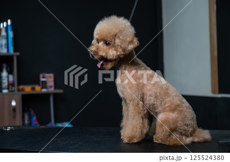 Freshly groomed poodle in a grooming salon.  125524380