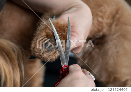 A groomer uses scissors to trim the fur on a chocolate mini poodle's paws. 125524405